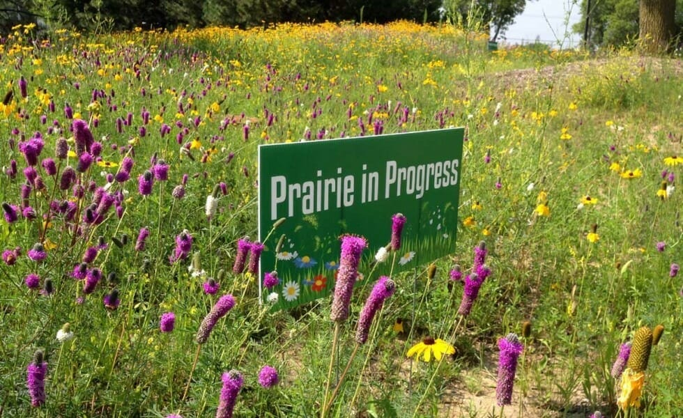 Plants-Prairie-Landscaper