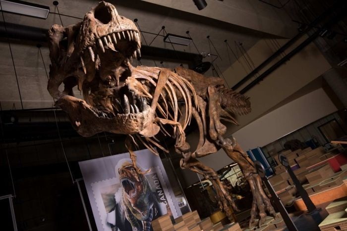  کشف دایناسور66 میلیون ساله توسط دانشمندان دانشگاه آلبرتا