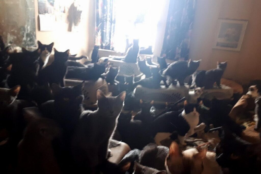 کشف بیش از 300 گربه در یک آپارتمان