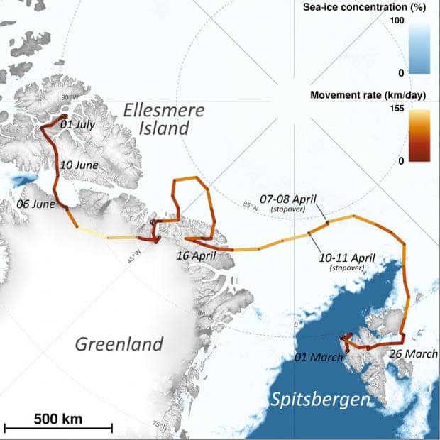 اتفاقی عجیب! مهاجرت با پای پیاده یک روباه قطبی ماده از اروپا به کانادا + تصویر مسیر حرکت