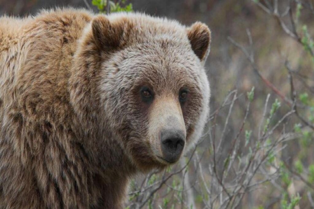 حمله مرگبار یک خرس به هنرمند فرانسوی در شمال کانادا