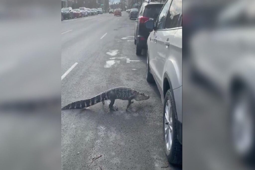 تمساح سرگردان مهمان ناخوانده خیابانهای مونترال