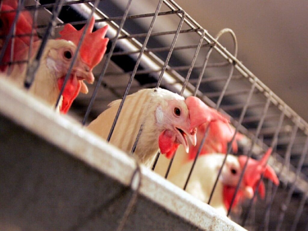 چهار مورد آنفولانزای پرندگان در مزارع کبک شناسایی شد