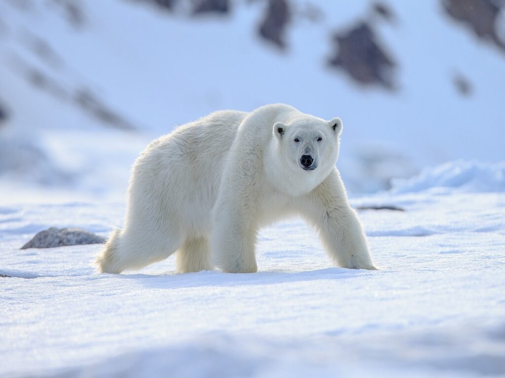 یک مادر و پسر ۱ساله اش در پی حمله خرس قطبی در آلاسکا کشته شدند