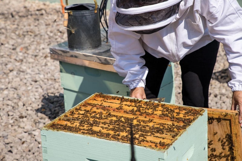 زنبورهای عسل و امنیت غذایی ما