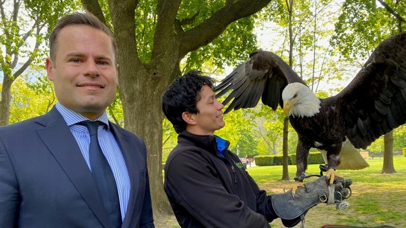عقاب سر سفید از فهرست گونه‌های در خطر انقراض انتاریو حذف شد