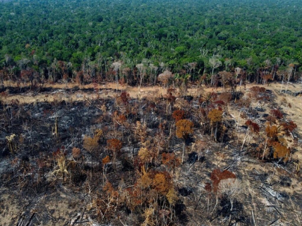 هر ۵ ثانیه جنگلی از درختان استوایی در جهان نابود می‌شود