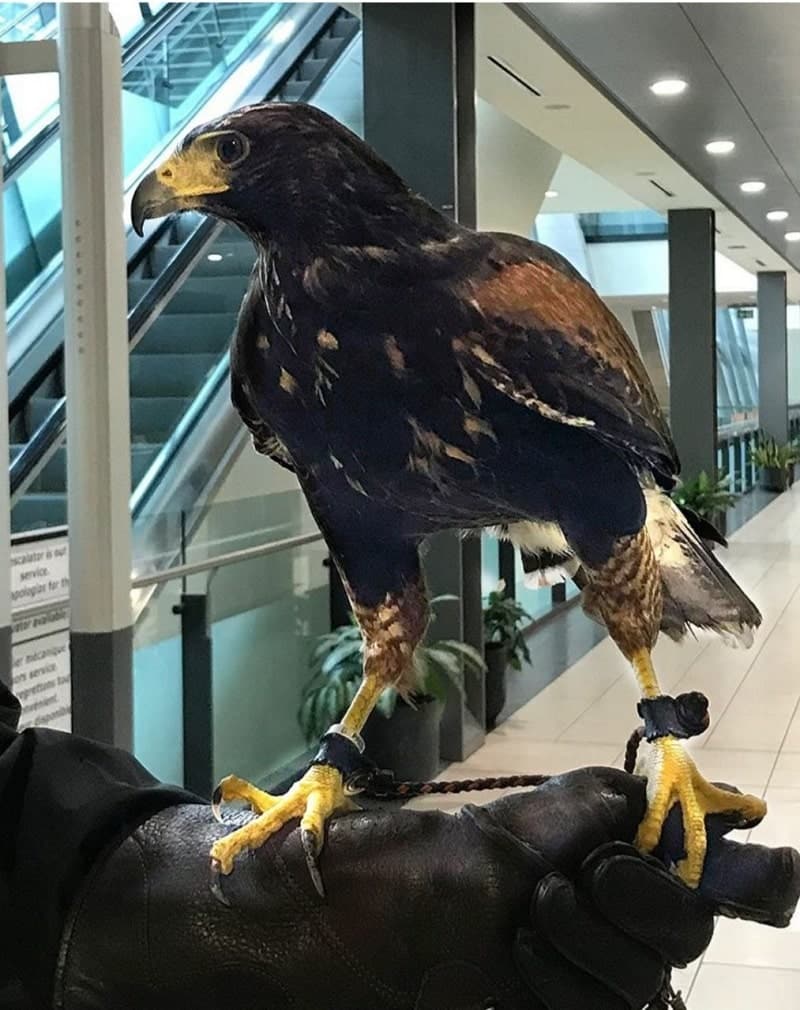 گبی، پرنده بخش مدیریت حیات وحش فرودگاه‌های کانادا 