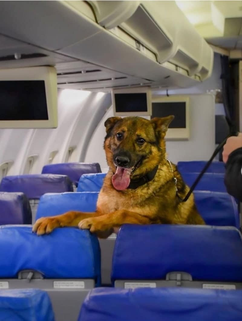 باند، مربی سگ‌های سرویس پلیس فرودگاه‌های کانادا 