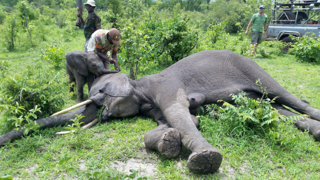 واردات و صادرات عاج فیل و شاخ کرگدن در کانادا ممنوع شد