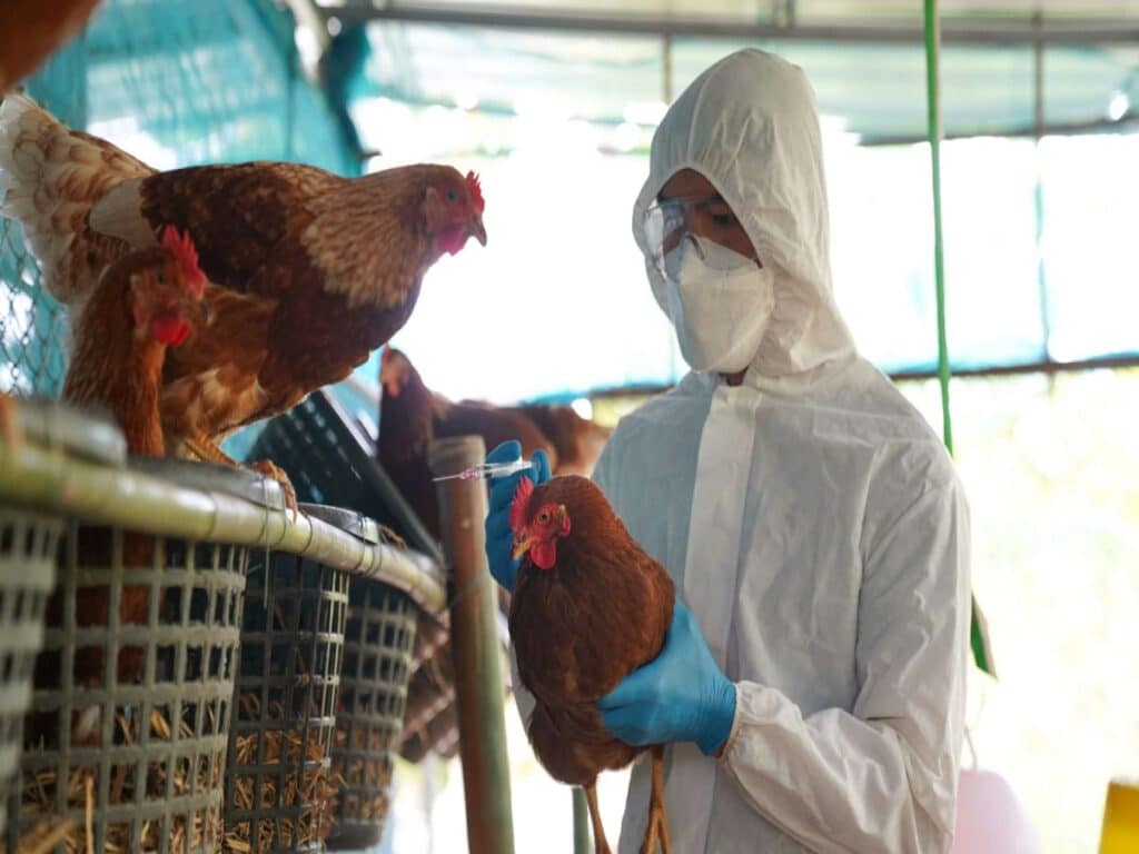 شیوع گسترده آنفولانزای پرندگان در کانادا و خطرات تهدید آمیز آن برای انسان‌ها