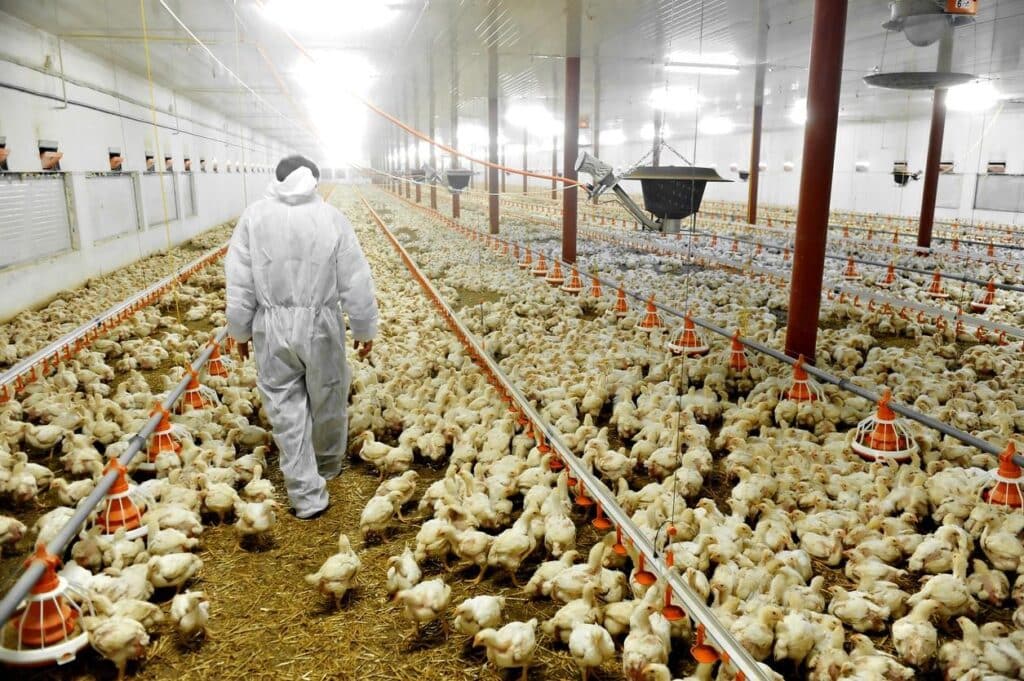 شیوع گسترده آنفولانزای پرندگان در کانادا و خطرات تهدید آمیز آن برای انسان‌ها