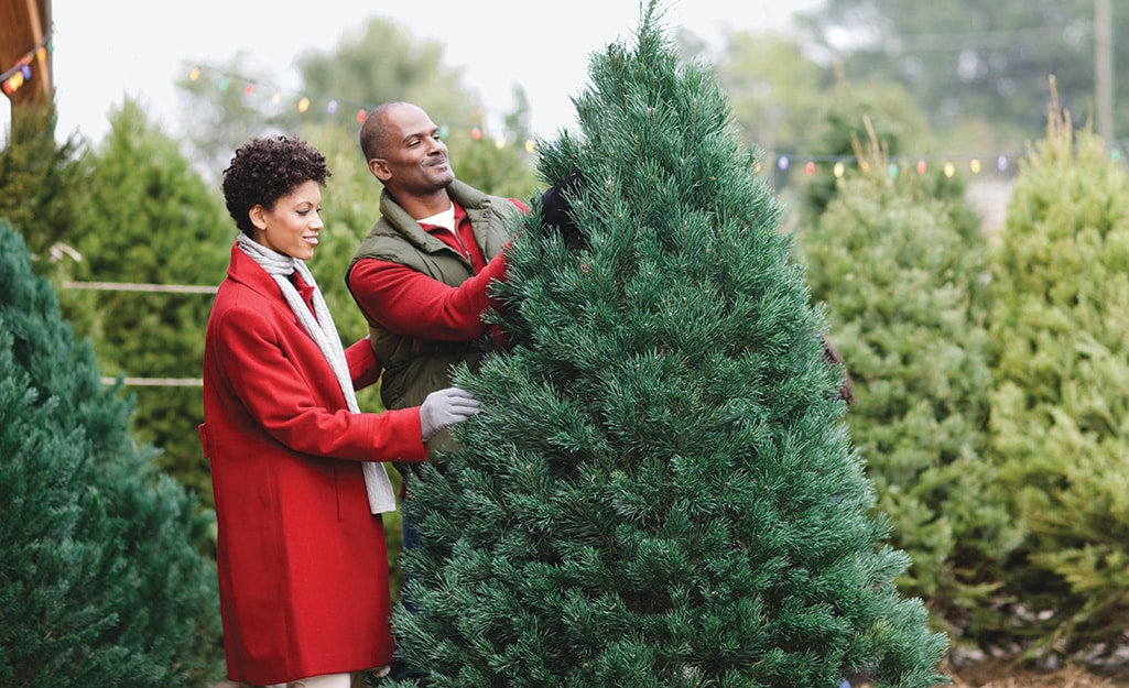 مراکز عرضه درخت کریسمس طبیعی در ادمونتون در سال ۲۰۲۳ معرفی شد