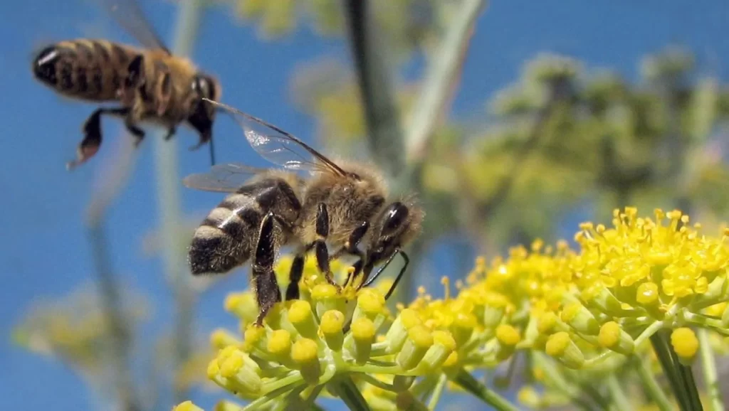 چرا تولید عسل زنبورها نسبت به قبل کاهش یافته است؟