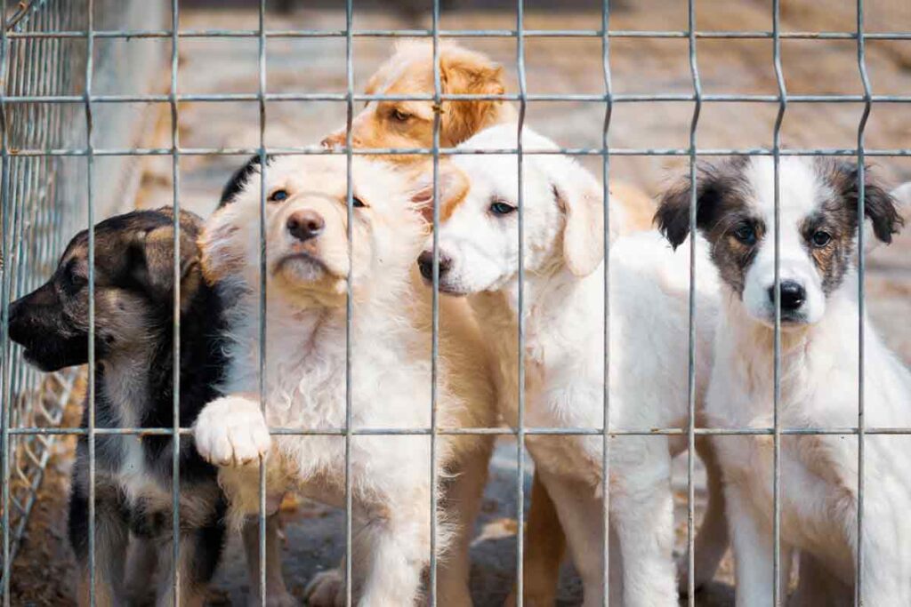 از ماه آینده اعمال جراحی زیبایی حیوانات خانگی در کبک ممنوع می‌شود