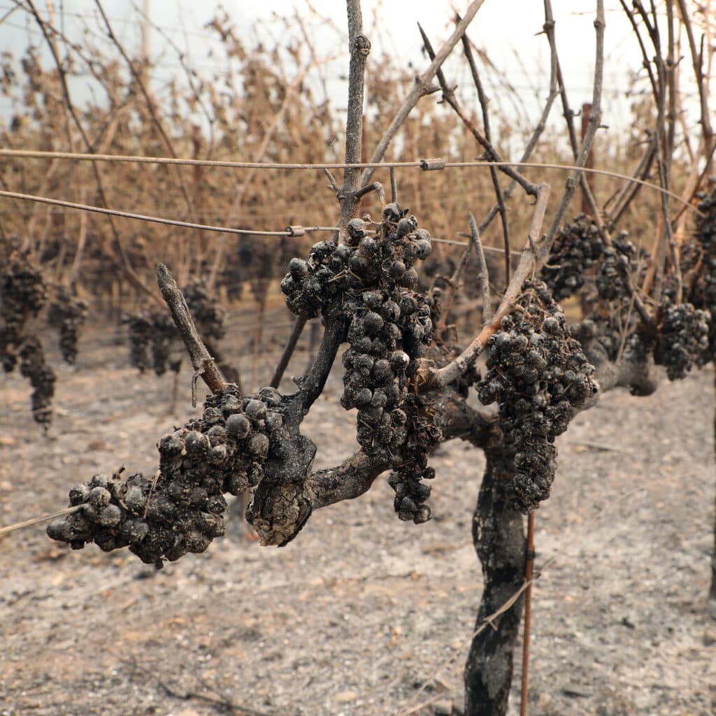 کاهش ۹۹ درصدی تولیدات شراب‌ سازی بریتیش کلمبیا به دلیل سرمای هوا