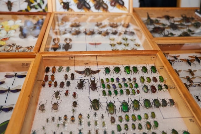 نمایشگاه حشرات مونترال؛ دروازه‌ای به سمت دنیای جادویی جانوران کوچک