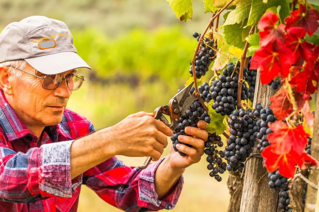 کاهش ۹۹ درصدی تولیدات شراب‌ سازی بریتیش کلمبیا به دلیل سرمای هوا