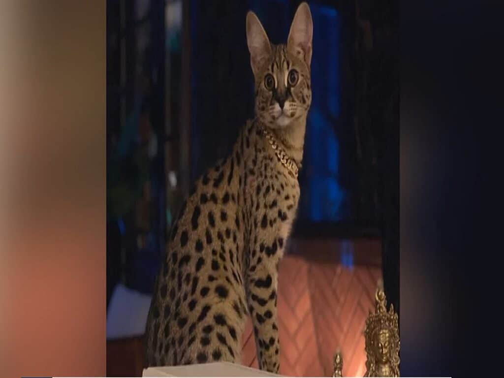 مژد‌گانی ۱۰ هزار دلاری برای گربه ساوانا گمشده تورنتویی