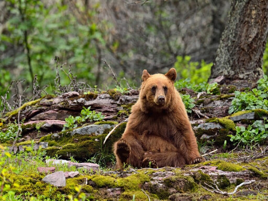 گرمای هوا خرس‌های کانادایی را از خواب زمستانی بیدار کرد
