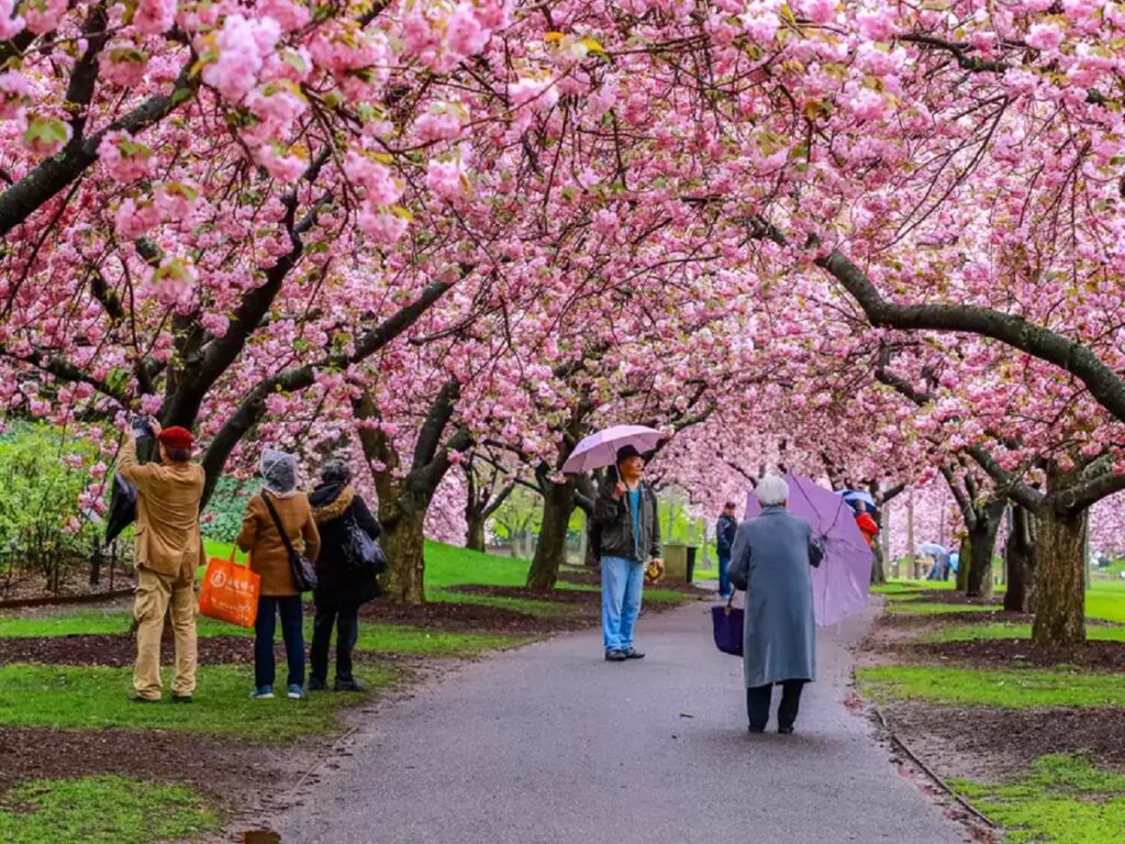 بهترین مکان‌های مونترال برای تماشای شکوفه‌های گیلاس