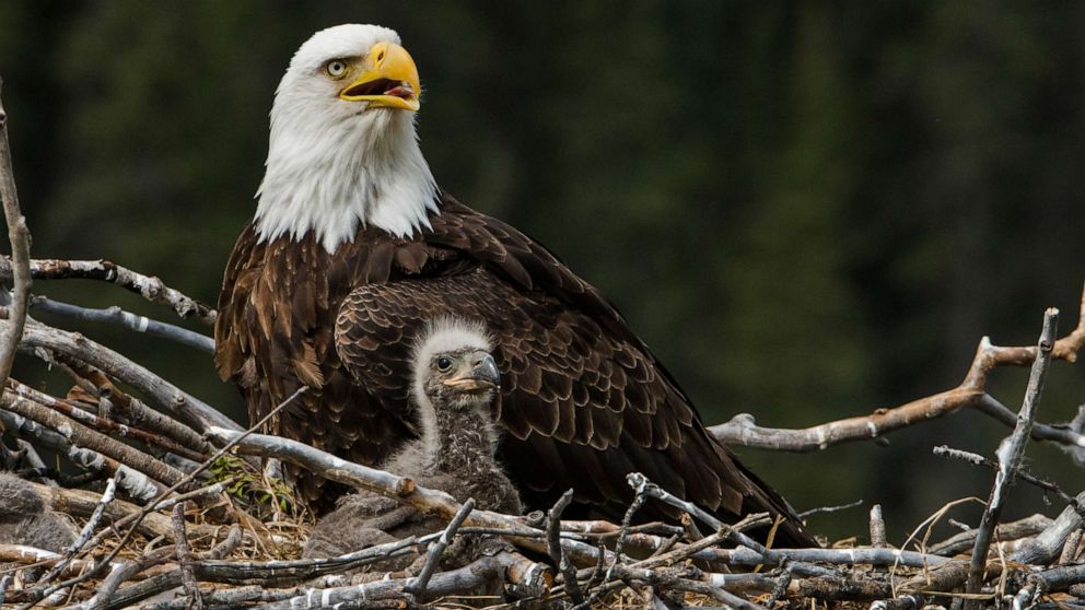 محیط زیست کانادا از شناسایی اولین لانه عقاب سر سفید در تورنتو خبر داد