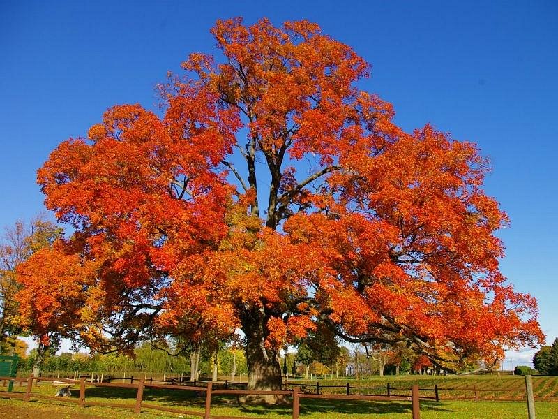 قدیمی‌ترین درخت افرای کانادا همچنان زنده است