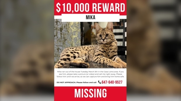 مژد‌گانی ۱۰ هزار دلاری برای گربه ساوانا گمشده تورنتویی