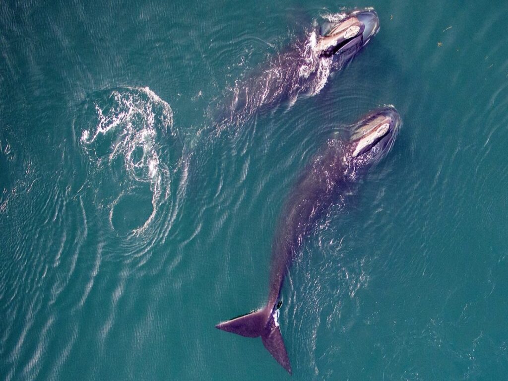 دست کم ۳ بچه نهنگ بزرگ‌سر در سال جاری تلف شده‌اند