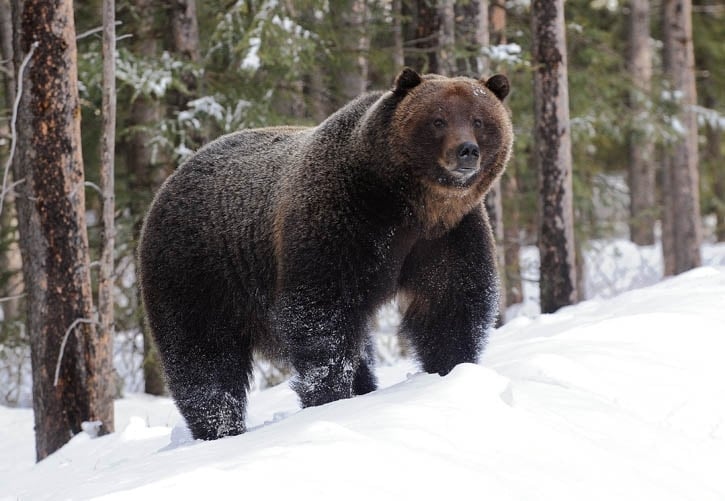 اینجا شهر وایت ریور است زادگاه وینی پو، محبوب‌ترین خرس جهان