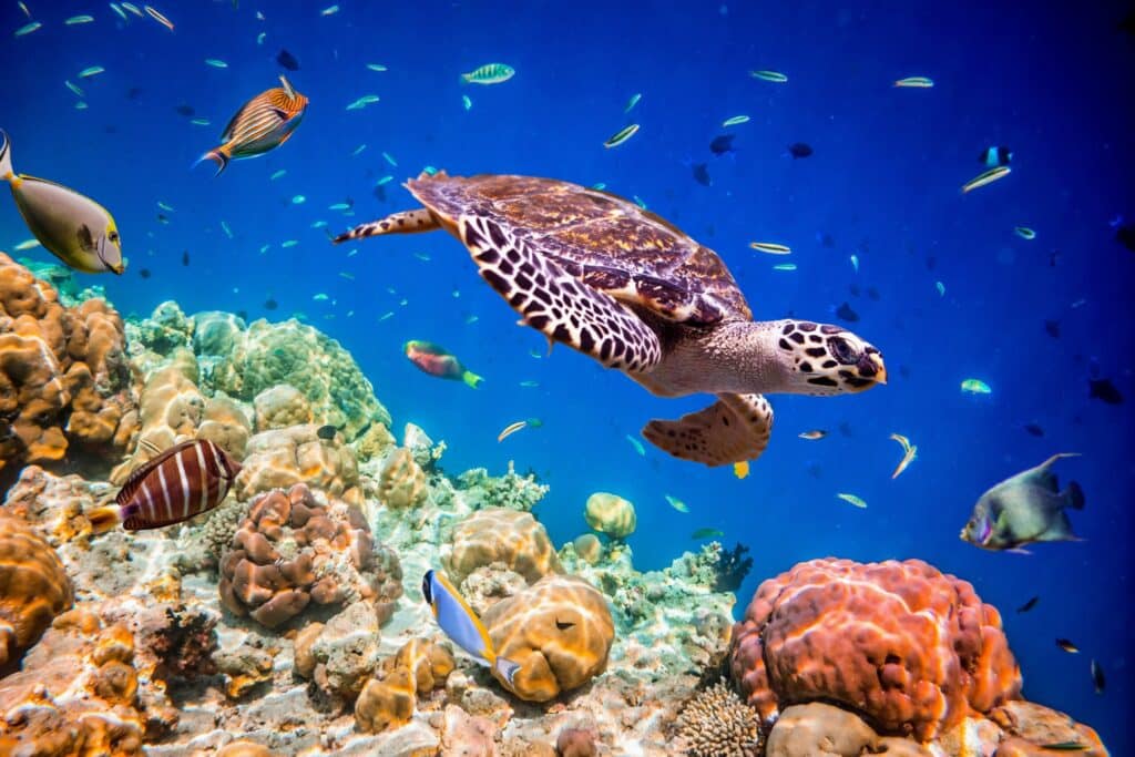 سرمایه‌گذاری دولت کبک
 بر روی تنوع زیستی در 
مناطق حفاظت شده دریایی