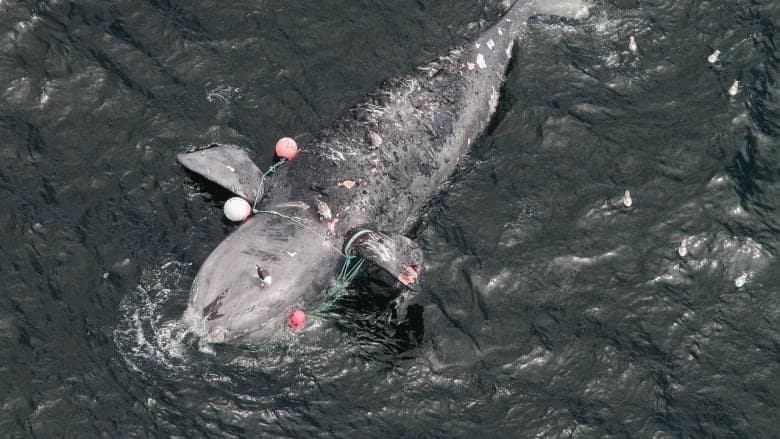 نهنگ‌ بزرگ‌سر