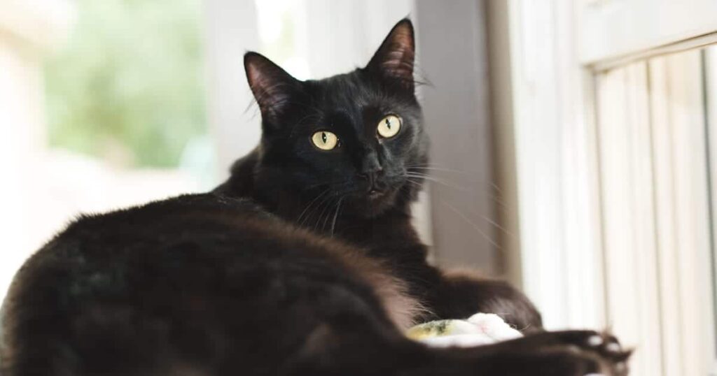 چرا گربه سیاه نماد بدشانسی است؟