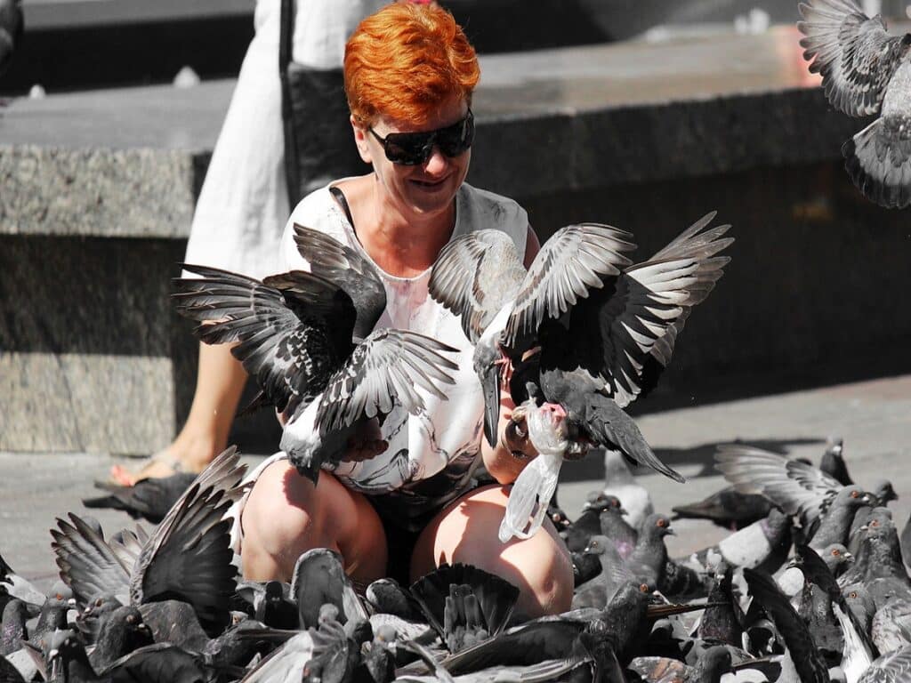 هجوم کبوترها به خیابان‌ های تورنتو