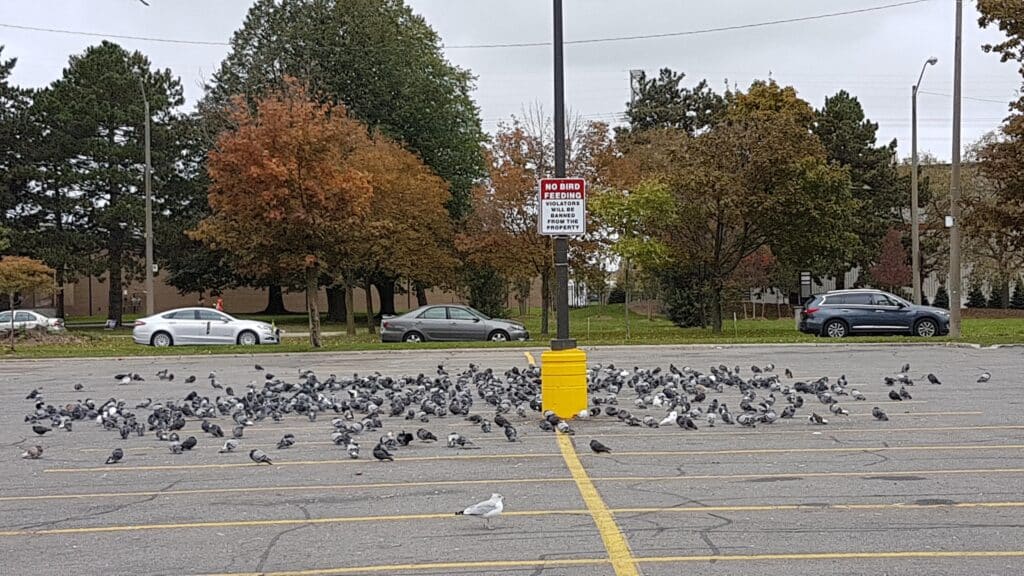 هجوم کبوترها به خیابان‌ های تورنتو