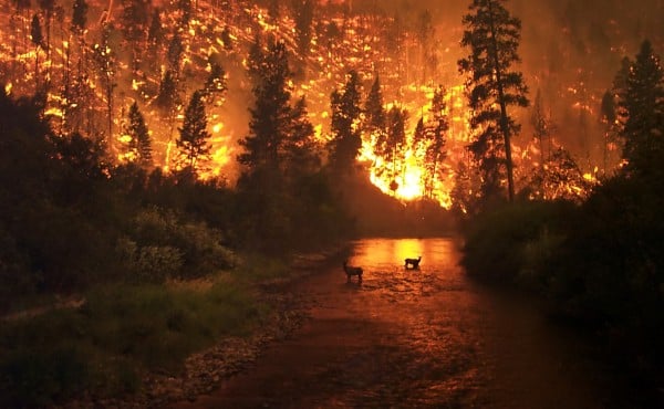 چرا کانادا شاهد آتش‌سوزی‌های جنگلی متعددی است؟
