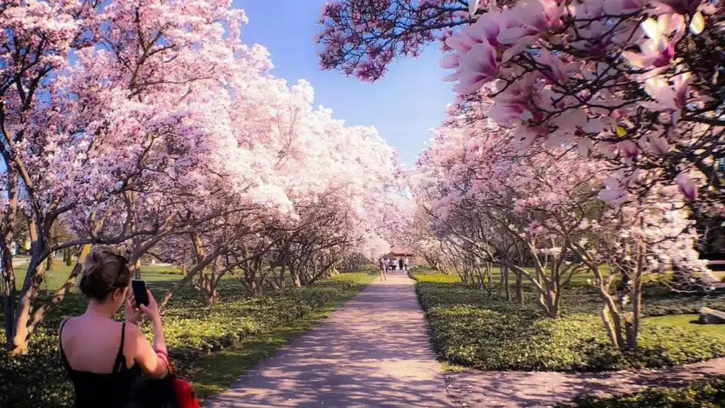 مسیر شکوفه‌های گل جادویی نزدیک مونترال، گویی از دل افسانه‌ها بیرون آمده
