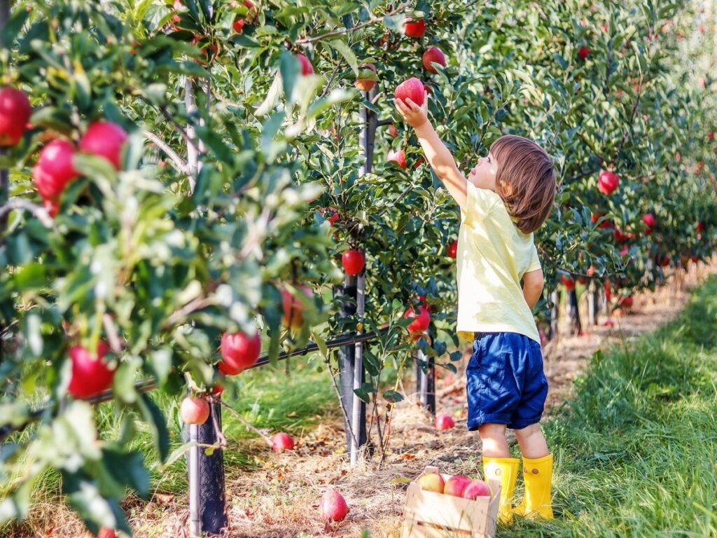 بازگشایی باغ‌های سیب انتاریو به روی عاشقان طبیعت