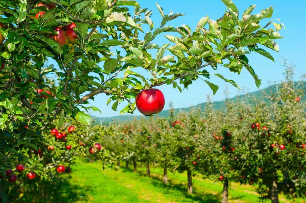 سیبچینی با چاشنی قانون: زن سارق ۳۹ ساله به دام افتاد سیبچینی با چاشنی قانون: زن سارق ۳۹ ساله به دام افتاد