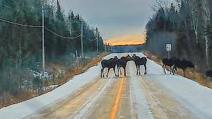 صحنهای دیدنی گوزن های شمالی در دل برفها