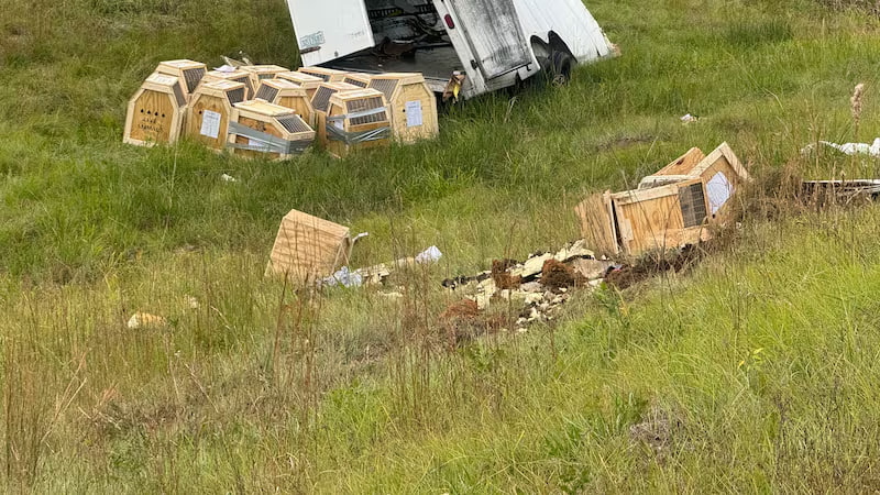 واژگونی کامیون حامل میمون‌ها؛ سه میمون گریختند