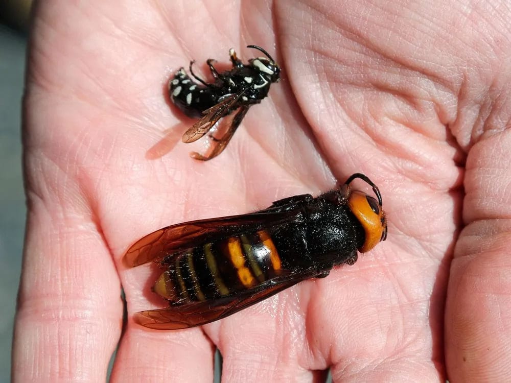 آیا نیش زنبورهای سرخ مرگبار است؟