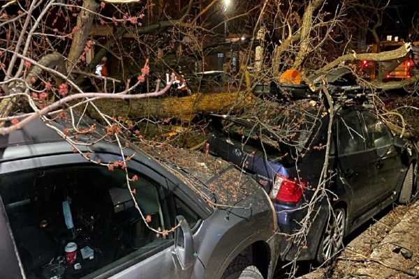 سقوط درخت اخبار کوتاه کبک / از سقوط درخت در مونترال شرقی تا هفتمین قتل سال در مونترال