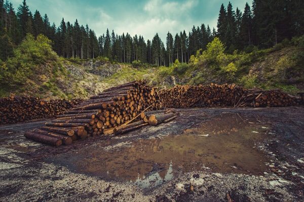 تعهد به عدم جنگل زدایی دولت‌ها