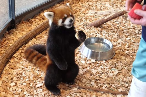 پاندای سرخ ، گونه در خطر