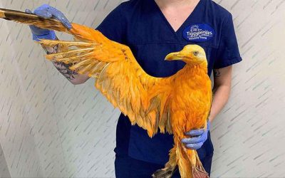 پرنده نارنجی ،یک گونه جدید پرنده