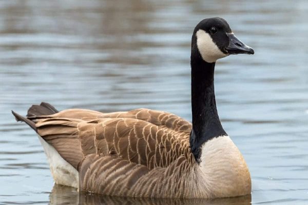 سویه بسیار عفونی آنفولانزای پرندگان H5N1 در غازهای کبک شناسایی شد