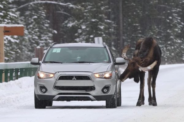 اجازه ندهید گوزن‌های شمالی خودروی شما را لیس بزنند