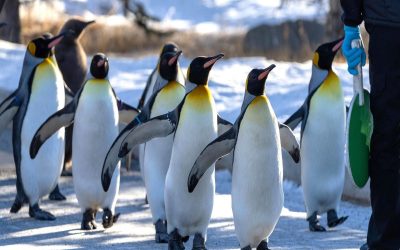باغ وحش کلگری برگزار می‌کند؛ برنامه ویژه پیاده روی پنگوئن‌های امپراتور