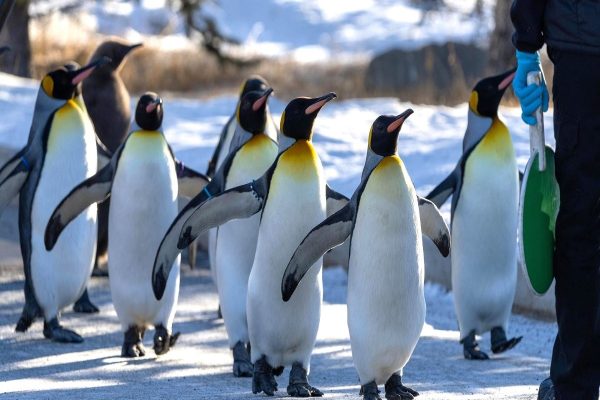 باغ وحش کلگری برگزار می‌کند؛ برنامه ویژه پیاده روی پنگوئن‌های امپراتور